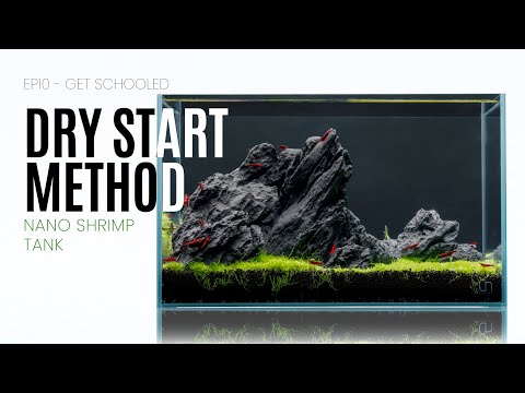 The Fastest Aquascape and Nano Planted Tank Dry Start Method - EP11 Get Schooled