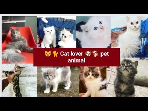 Cat lover 😺 | Cat bye and sale  persion cat | all over India devlrery birds | goat.@MeenazWShaikh
