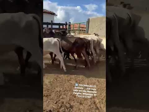 ➡️ *PROMOÇÃO 22 Animais: 1.500 reais cada em São Mamede/ Paraíba. Whatsapp 84 99810 2784*