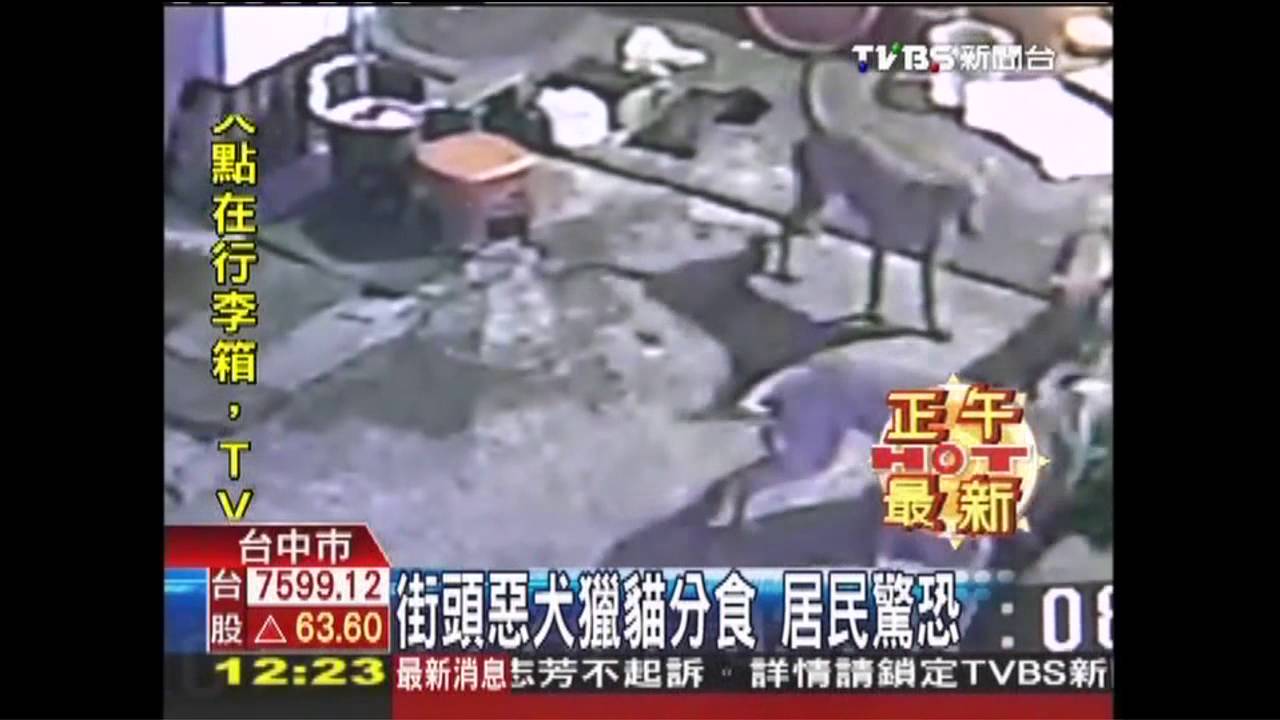 街頭惡犬獵貓分食　居民驚恐
