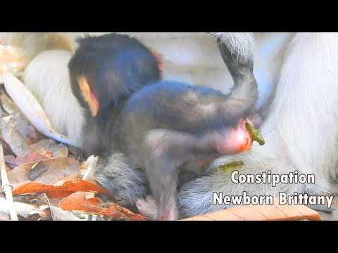 Constipation Newborn Baby Brittany Painful When She Try To Poo Poo Out