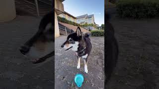 【黒柴ゴンくん】朝散歩8.6                         #柴犬#犬のいる暮らし#癒し#犬#犬のいる生活