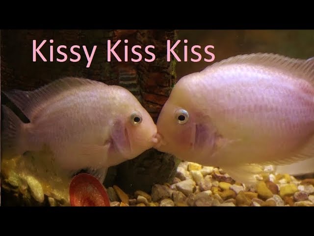 Pink Kissing Fish