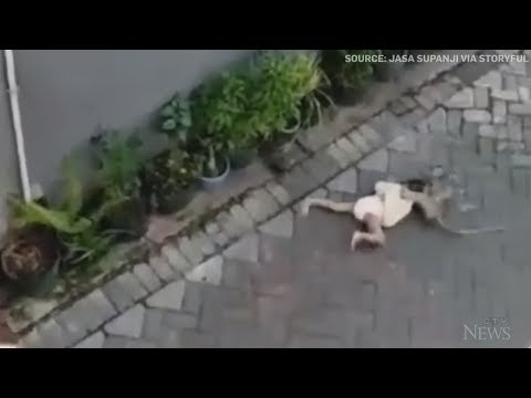 【衝撃動画】「自転車で爆走する猿」が人間の子供を誘拐する瞬間が激撮される！ あまりの危険度に衝撃胸糞！ーオカルトニュースメディア トカナ
