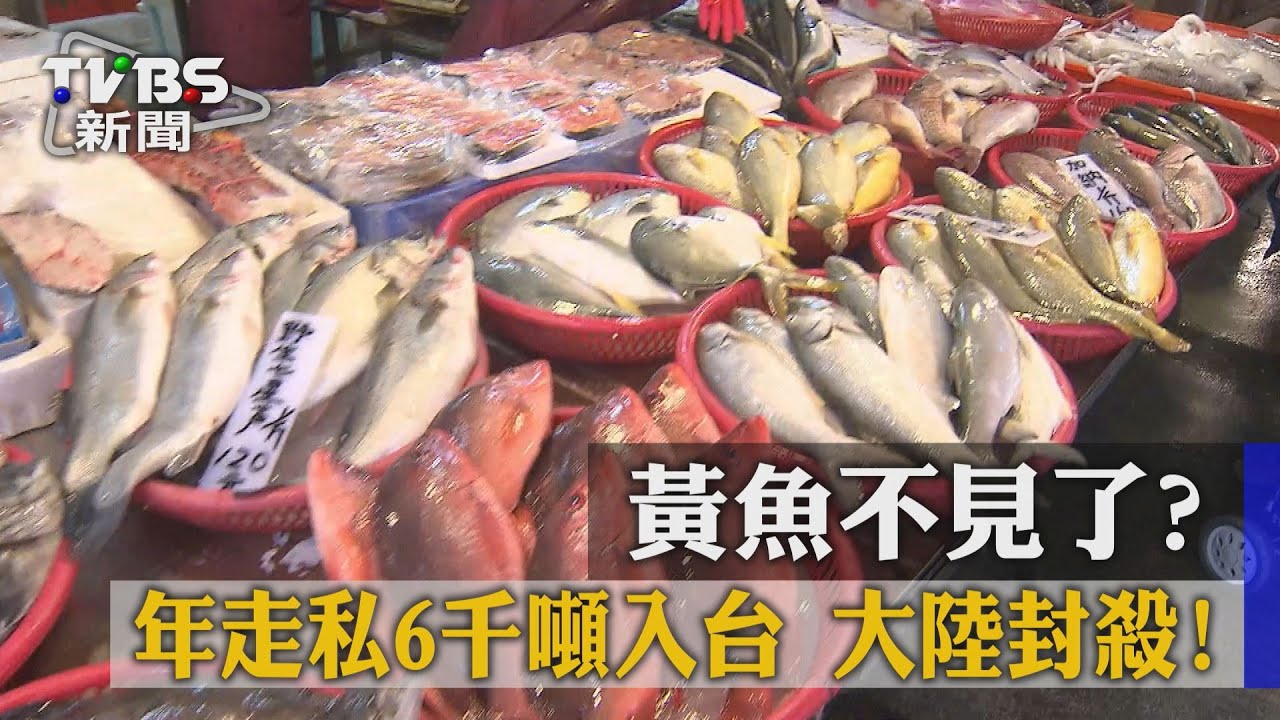 黃魚不見了？年走私6千噸入台　大陸封殺！