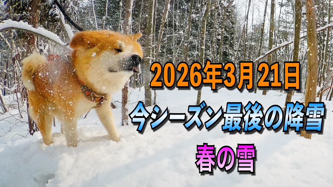 【今シーズン最後の雪】春の森を散歩する”秋田犬のびしゃもん”【2026年3月21日】