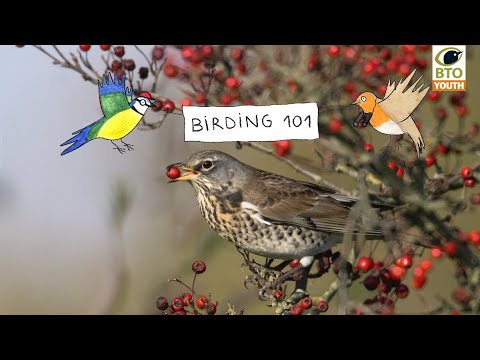 #BTOYouth Birding 101 – Garden Birds