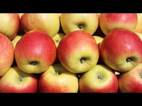 Zlatni Delišes Najteža, a AJDARED Najlakša Sorta Jabuke za Gajenje!