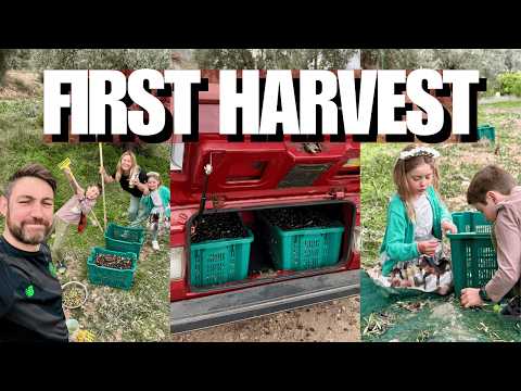 Our First Olive Harvest in Spain 🇪🇸 | Off-Grid Farm Life