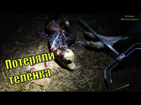 Потеряли ТЕЛЁНКА. Побрила кота. Ремонт в детской/ Семья Фетистовых