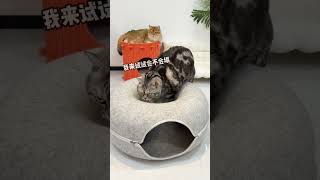 There is no donut cat bed that any cat can resist#Novice cat keepers#Cute pets and great i