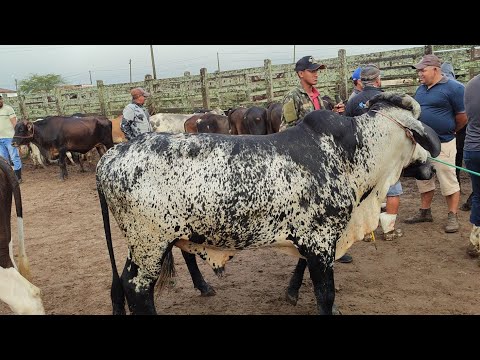 Feira de gado de Capoeiras-PE 30/04/2026
