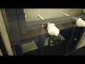 Grohe Rapid SL bidė rėmas 1.13m (be tvirtinimo kompl.)