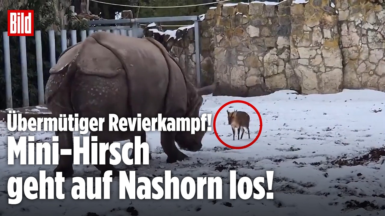 ZOO BRESLAU: Mutiger Mini-Hirsch legt sich mit Nashorn an! Keine Chance? Von wegen!