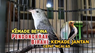 Download lagu Masteran #Kemade Betina Gacor Memanggil Jantan mp3 Download lagu Masteran #Kemade Betina Gacor Memanggil Jantan mp3