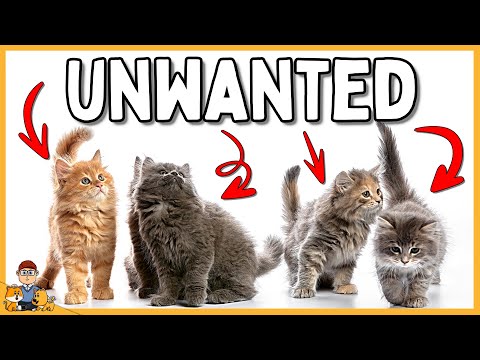 The Hidden Challenges of Unwanted Kittens: What You Need to Know