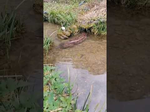 A giant salamander comes out of a big hole #shorts