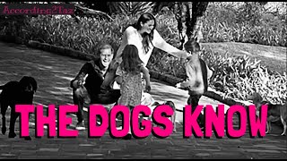 THE DOGS KNOW - Adding More Conspiracy Fuel To The Fire