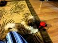 Tucker Attacking Ladybug