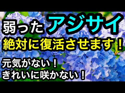 アジサイの移植:こうやってやる 植物