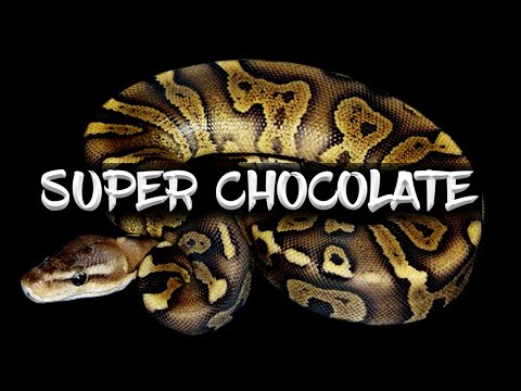 The 'Super Chocolate' Ball Python
