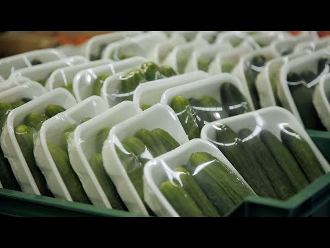 How Food Packaging Preserves Flavors: QED with Dr B