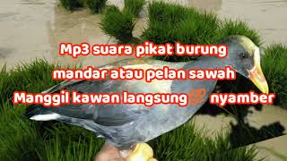 Download lagu mp3 pikat suara burung sawah suara pikat mandar atau pelan manggil kawan mp3