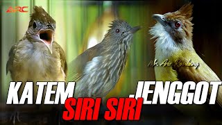 Download lagu KAPAS TEMBAK GACOR - SIRI SIRI - CUCAK JENGGOT mp3 Download lagu KAPAS TEMBAK GACOR - SIRI SIRI - CUCAK JENGGOT mp3