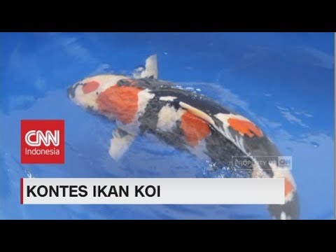 , title : 'Ikan Koi Showa, Ikan Tiga Warna Pencuri Perhatian di Kontes Ikan Koi'