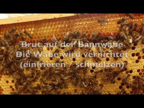 Bannwabenverfahren beim Schweizerkasten