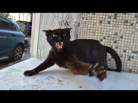 Wild mother cat Attacked me because I approached her nest and kittens.