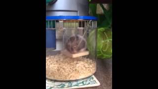 Hamster on a swing