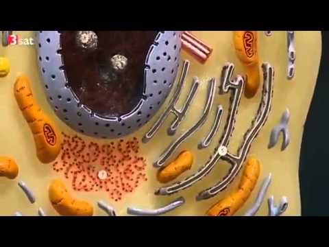 Die Zelle - Scobel - Alles Leben besteht aus Zellen - Teil 1