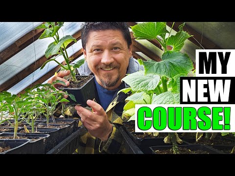 How To Grow Strawberries From Runners Tips and Tricks 2019