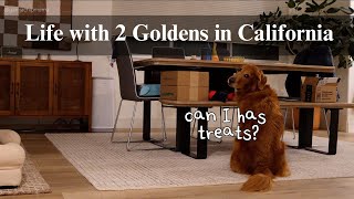When Your Dog Understands Everything You Say | Realistic days of my life with 2 goldens | SAHDM