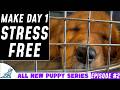 First Day Night Home Puppy Training Plan New Puppy Series