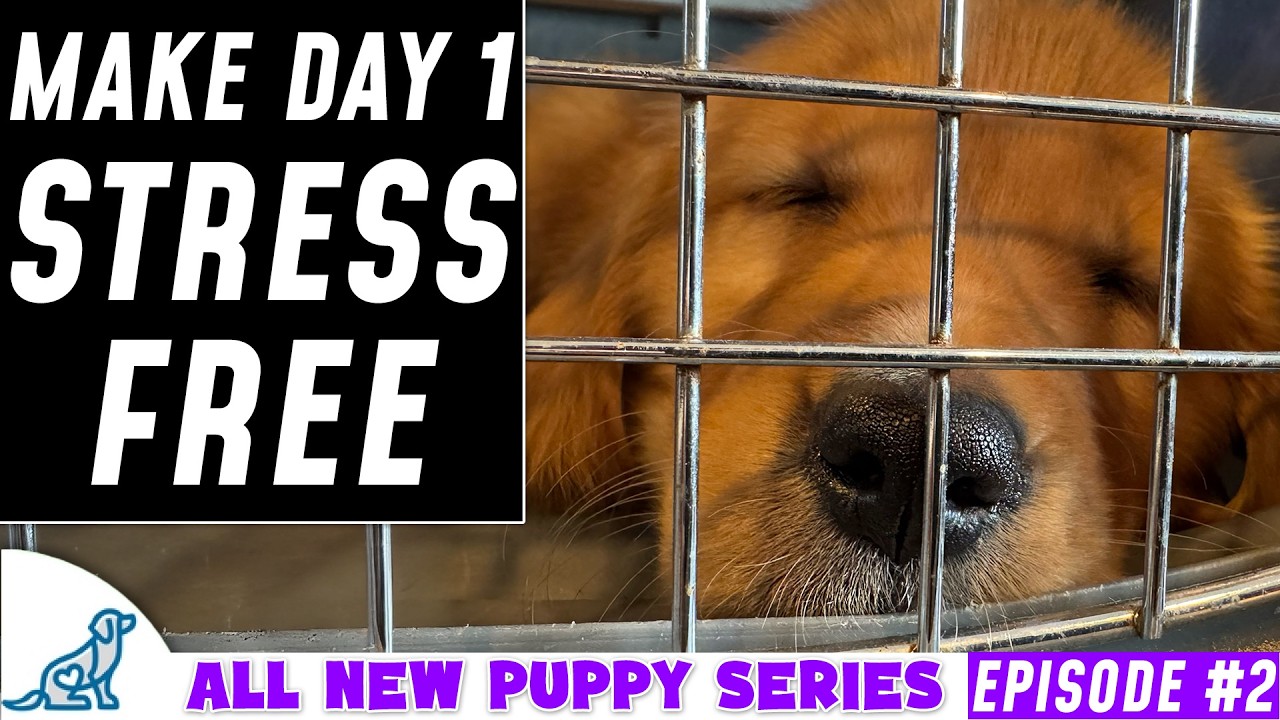 First Day / Night Home Puppy Training Plan (New Puppy Series)