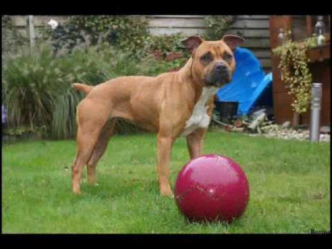 Amstaff Luna Borrasca (slideshow)