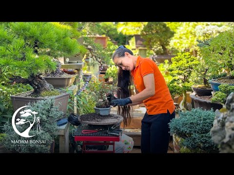 Restyling a Fuchsia over rock Bonsai with Madam Bonsai.