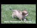 Havapoo dogs for sale: Owen - Video 1