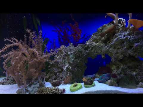 Easy 10 Gallon Nano Reef Tank