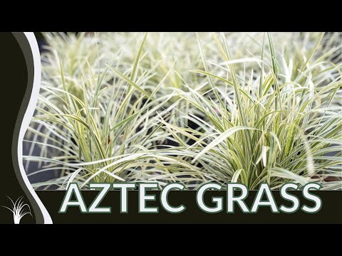 , title : 'AZTEC GRASS Growing Tips! (Liriope muscari)'