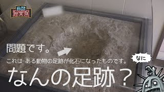 この化石 なんの足跡？：クイズ滋賀道