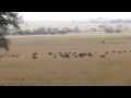 Wildebeest Running