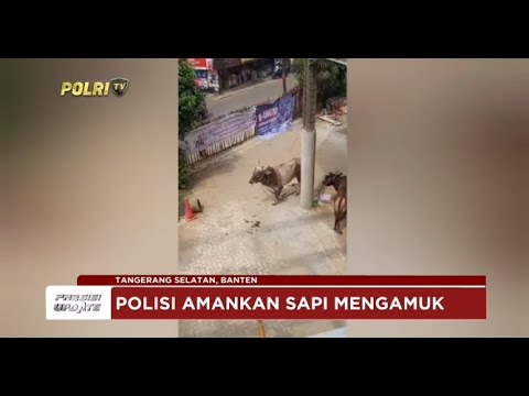 PRESISI UPDATE : POLISI AMANKAN SAPI MENGAMUK 20/06/2024 21.00