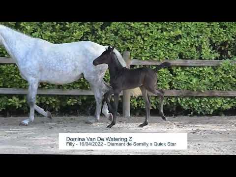 Domina Van De Watering Z