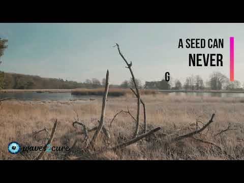 Restore Soil Fertility Using Scalar Waves