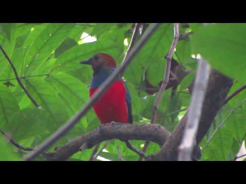 Pita červenobruchá (Erythropitta erythrogaster) — biotop a pohyb