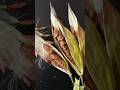How to Save Milkweed Seeds