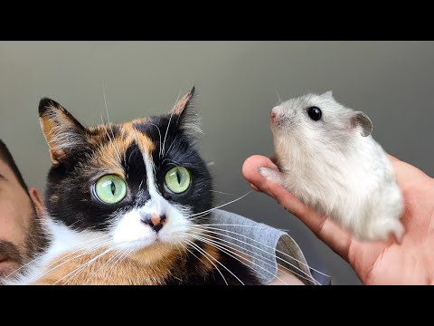 STEPHAN E’ TORNATO!